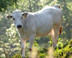 Carne di bue